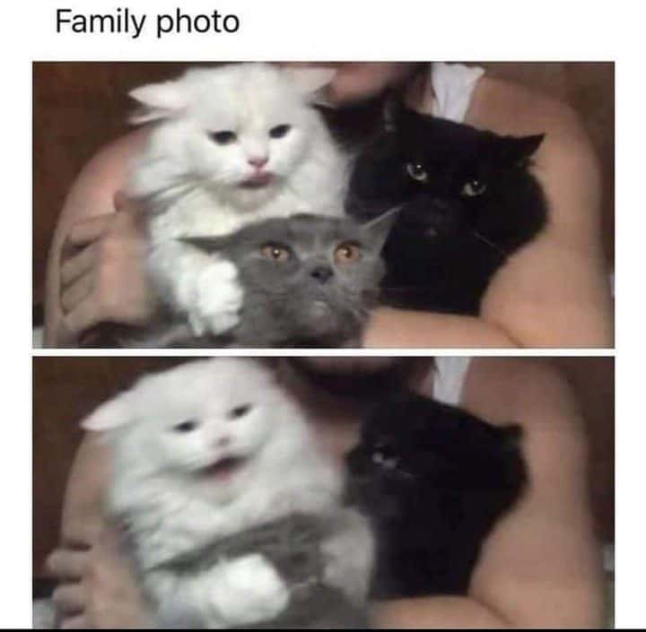 Three cats family photo meme shows funny optical illusion