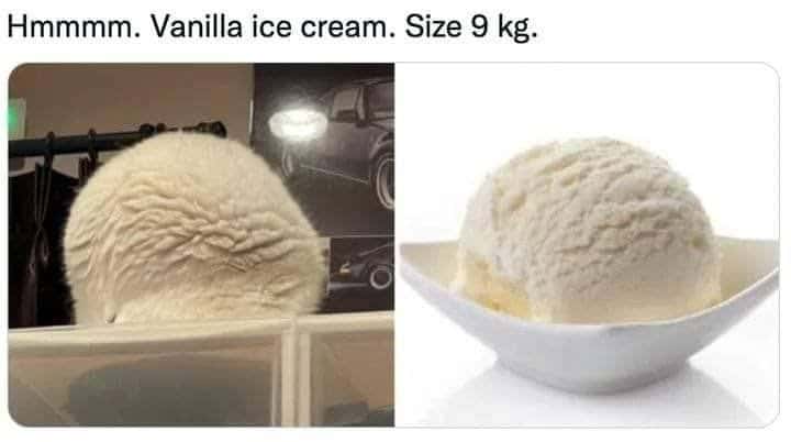 Fluffy white cat meme mistaken for 9kg vanilla ice cream