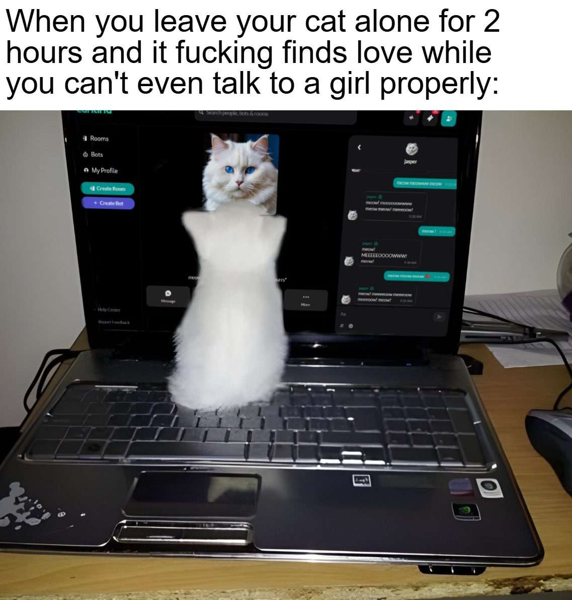 Cat finds love meme while you can't talk to girls