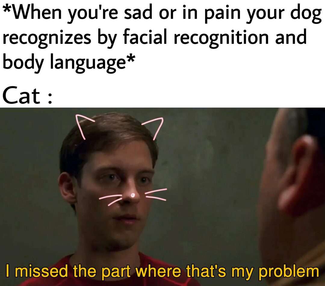 Cat meme ignores sad owner's pain
