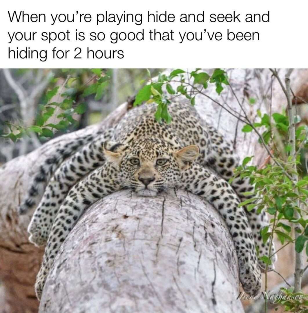 Leopard meme playing hide and seek for 2 hours