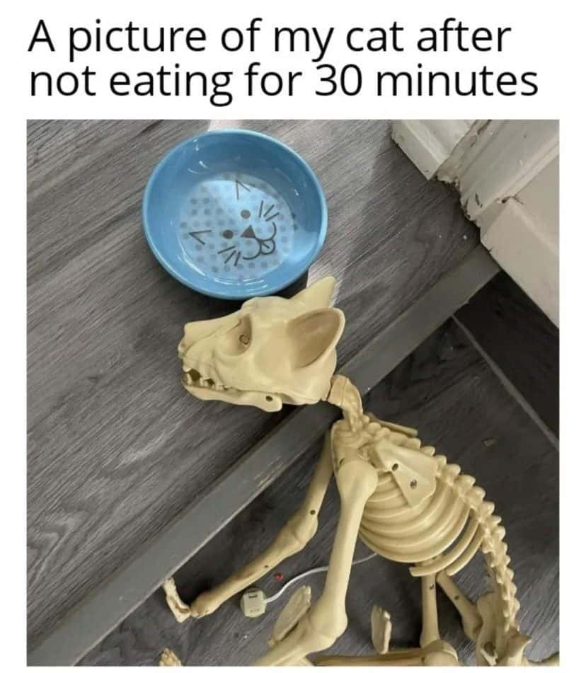 Skeleton cat meme starving after not eating 30 minutes