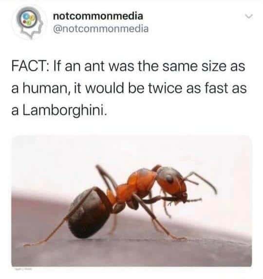 Speedy fact ant meme that outruns a Lamborghini when scaled to human size