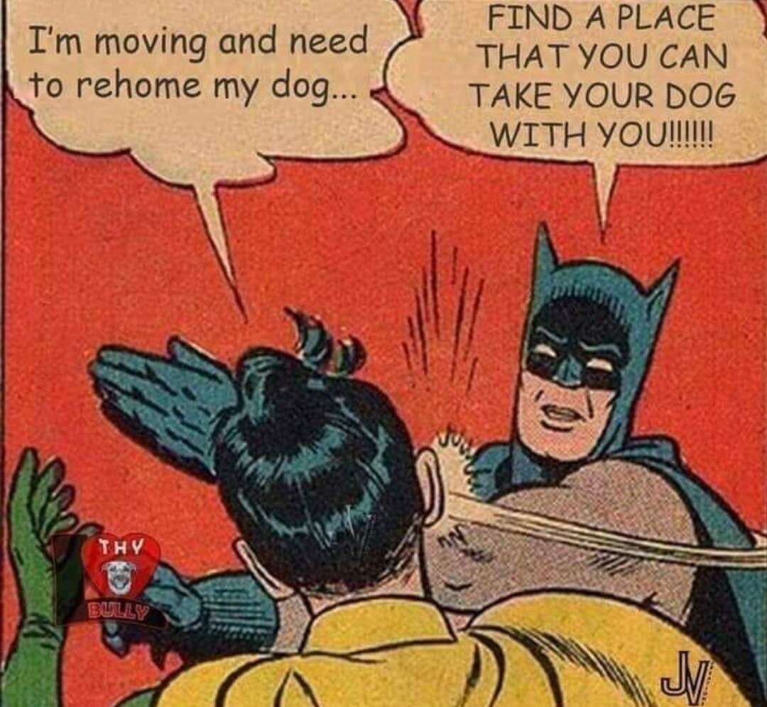 Batman slapping robin meme yelling at people rehoming their dog