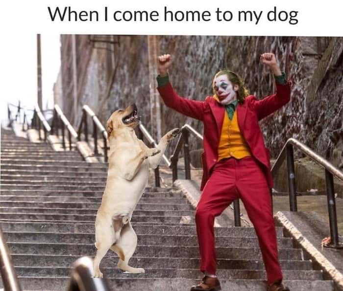 Joker dance meme happy to greet dog