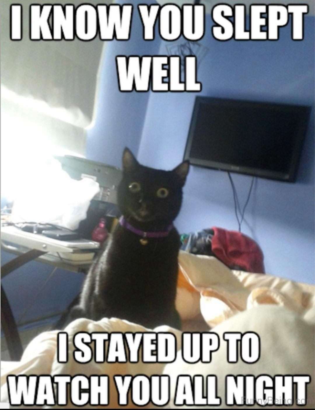 Black cat meme stayed up watching you all night