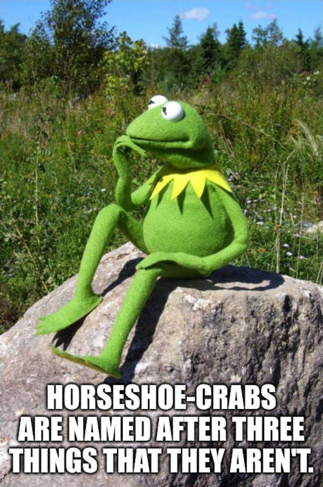 Kermit thinking meme ponders crab fact