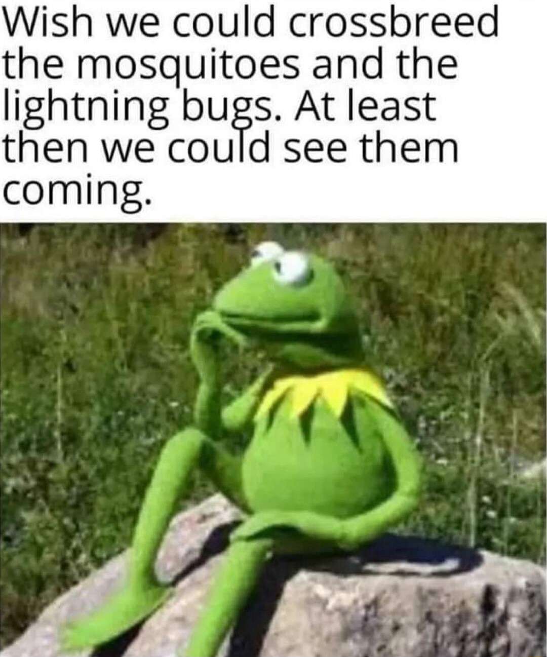 Kermit thinking meme wants crossbreed mosquitoes and lightning bugs