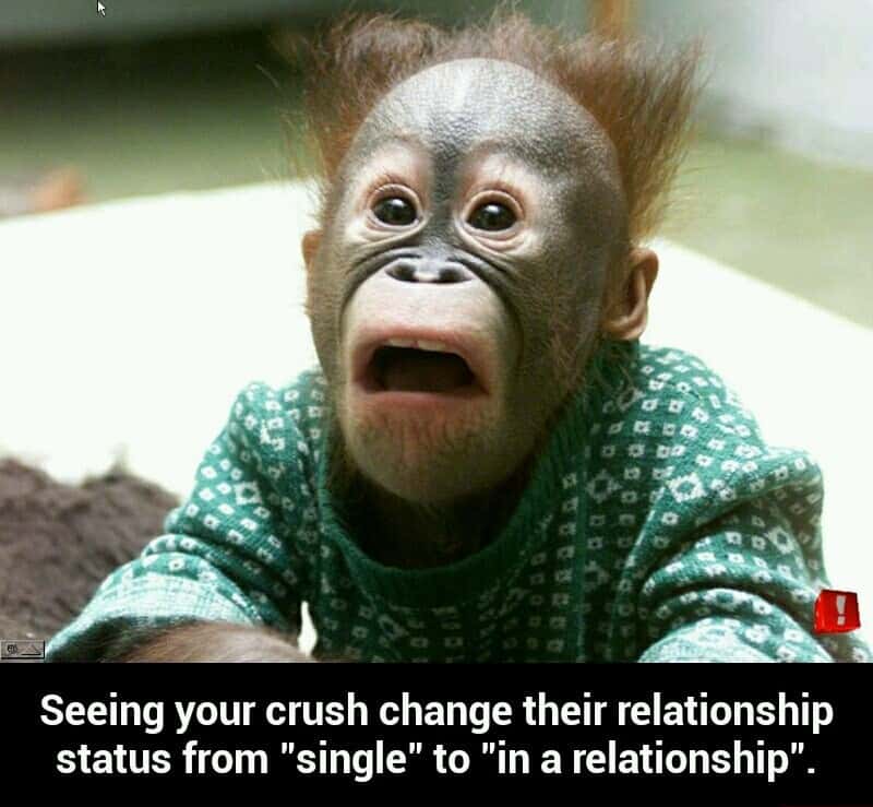 Oh shit monkey meme crush relationship status update shock