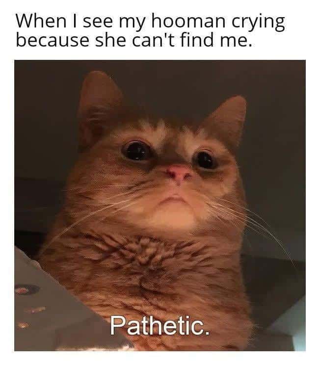 Pathetic cat gof meme judging worried owner