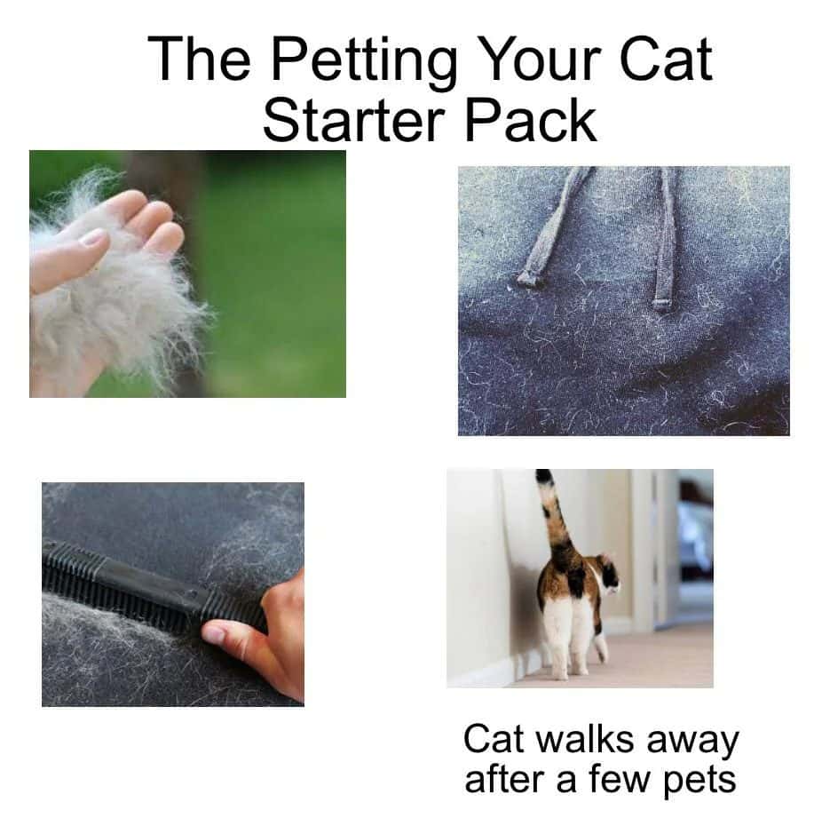 Petting your cat starter pack meme cat walks away after few pets