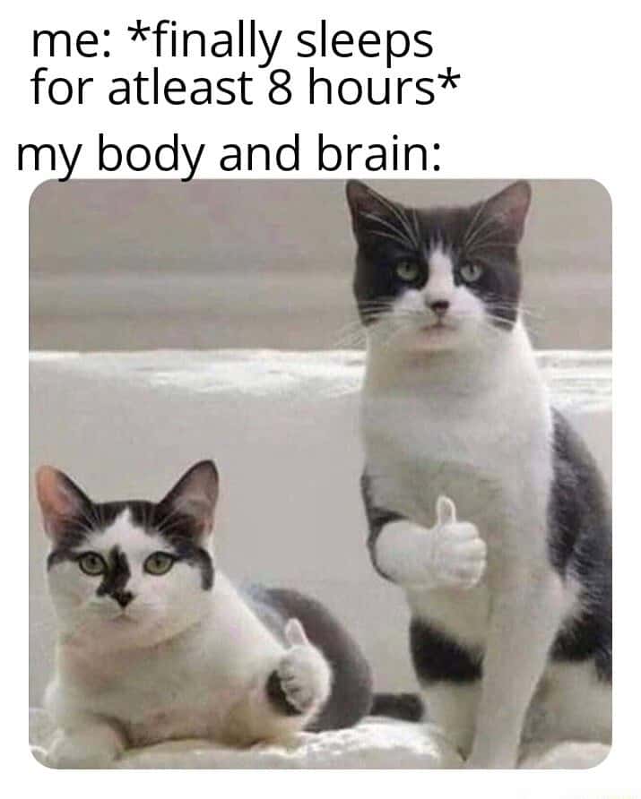 Thumbs up cats meme body brain approving full eight hours sleep