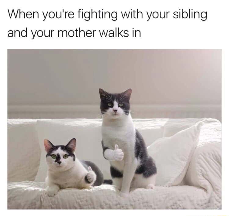 Thumbs up cats meme siblings pretend peace when mom enters room