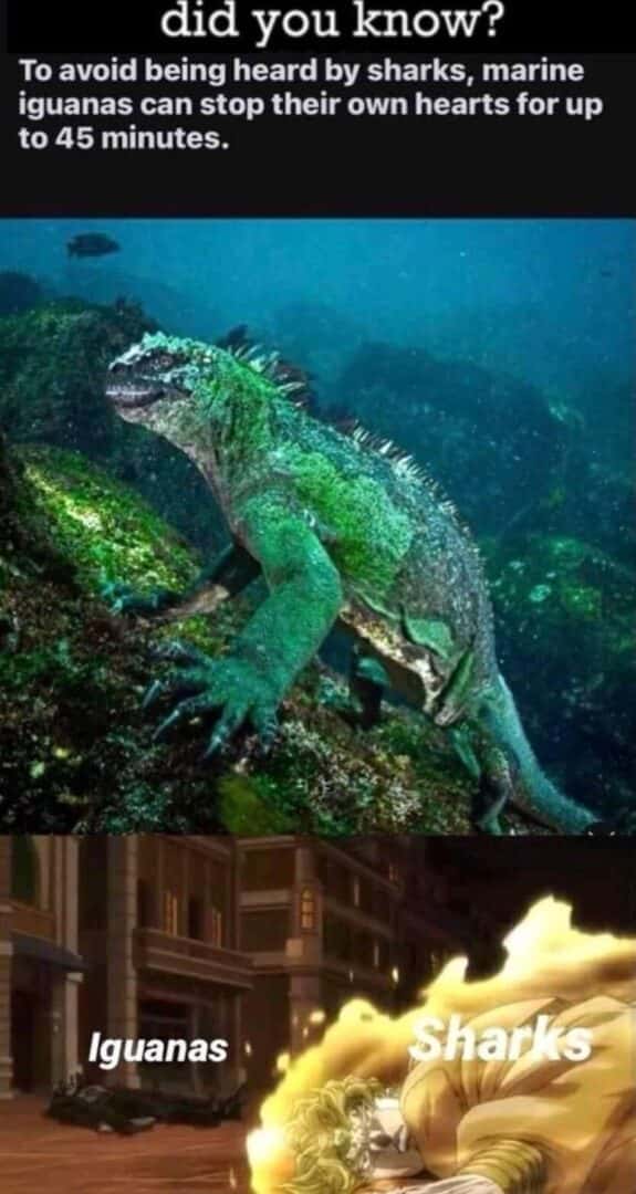 Marine iguana meme stops heart to avoid sharks