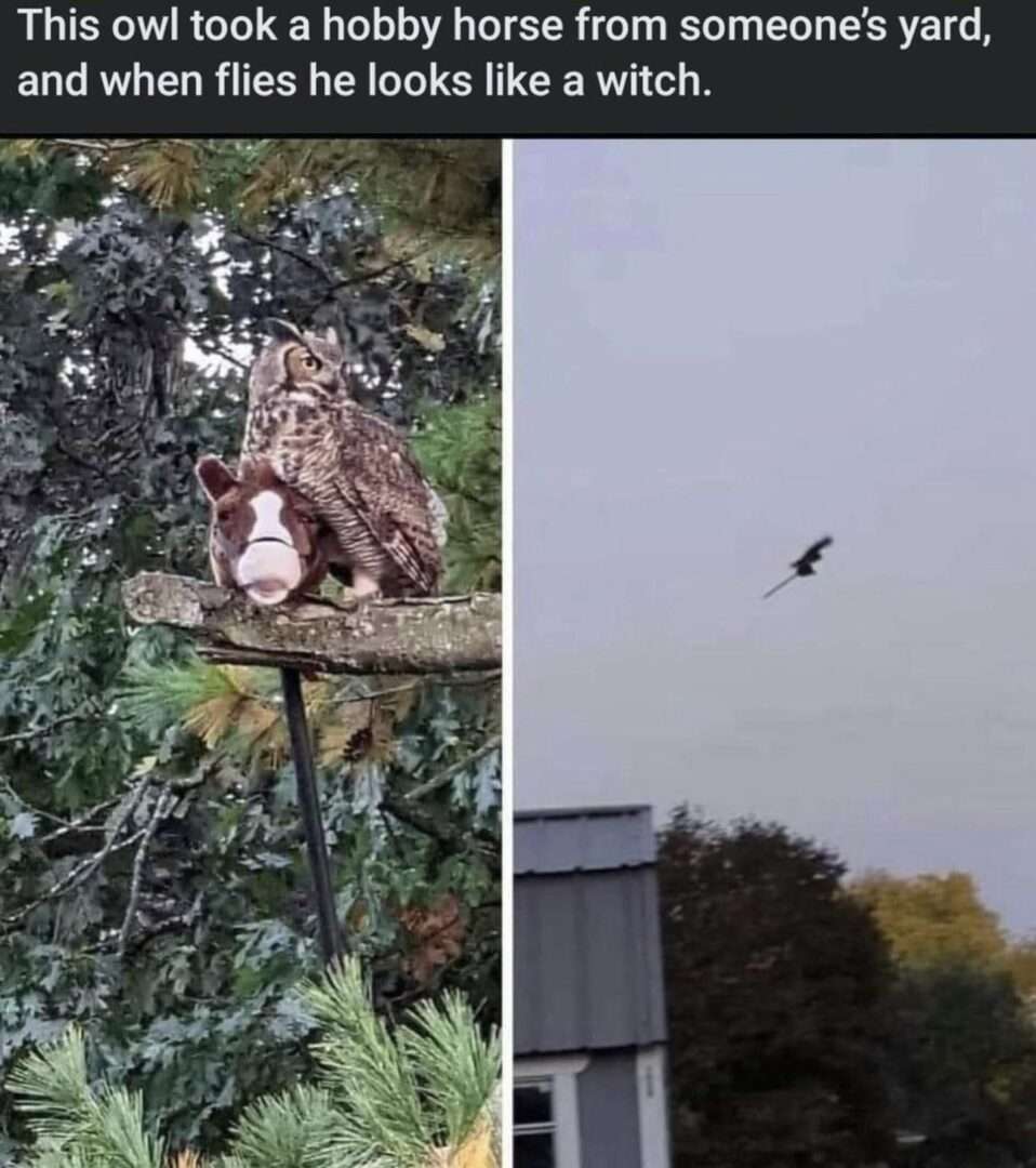 Owl hobby horse meme flies as witch