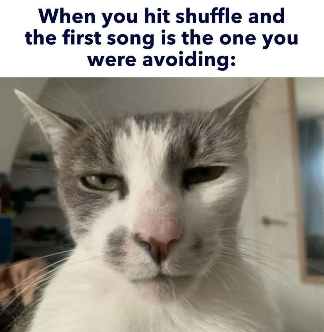 Annoyed cat meme when shuffle plays hated song
