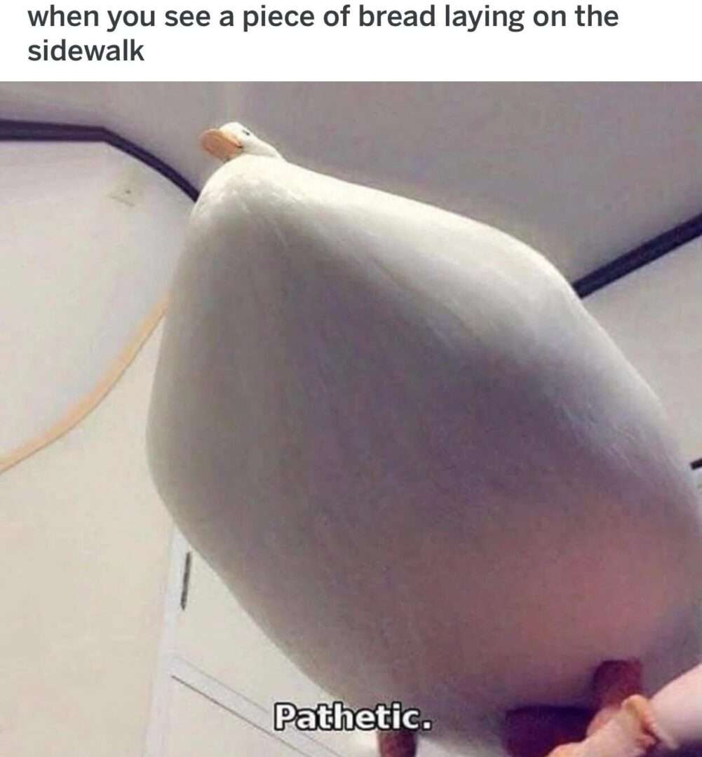 Chonky duck meme mocks sidewalk bread