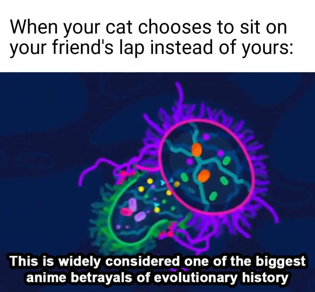 Cat chooses friend's lap meme makes you feel betrayed