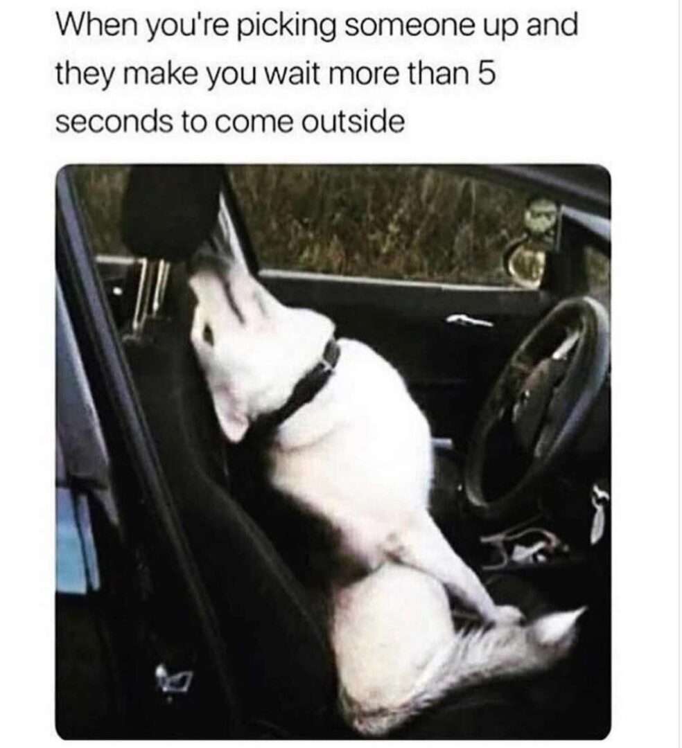 Annoyed car dog meme waiting over 5 seconds for pickup