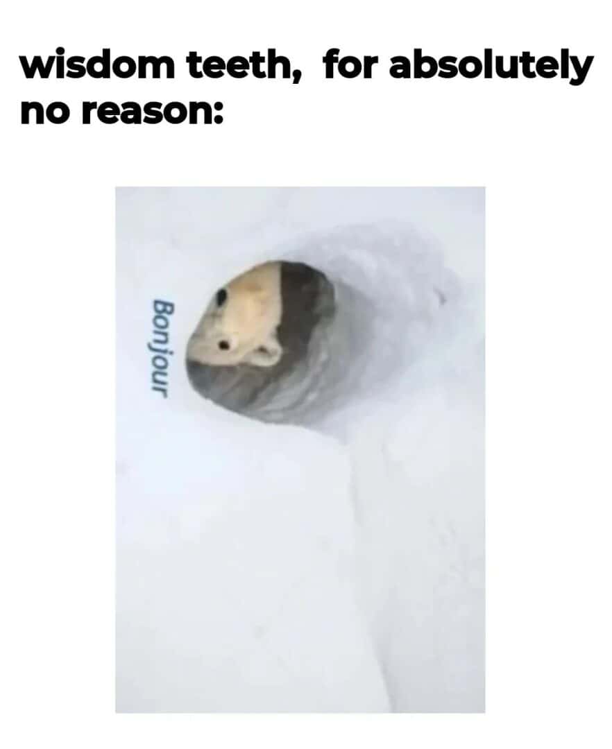 Wisdom teeth meme pops up saying bonjour for no reason