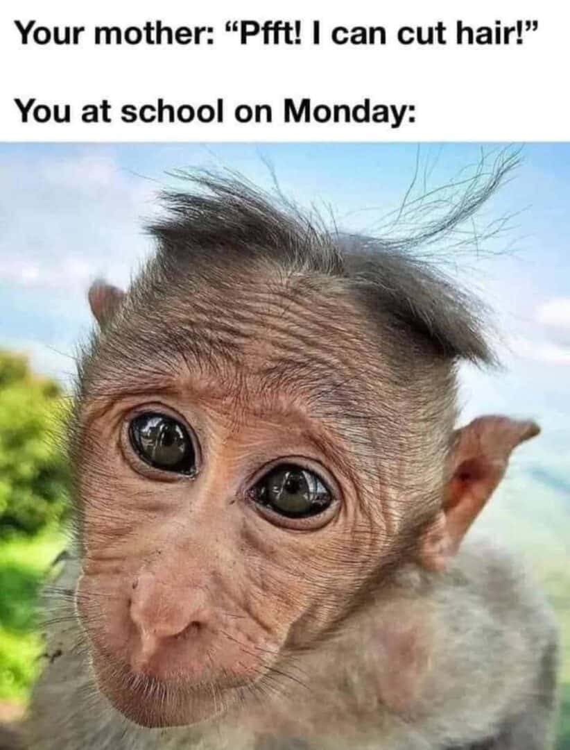 Bad haircut monkey meme at school after mom cuts hair