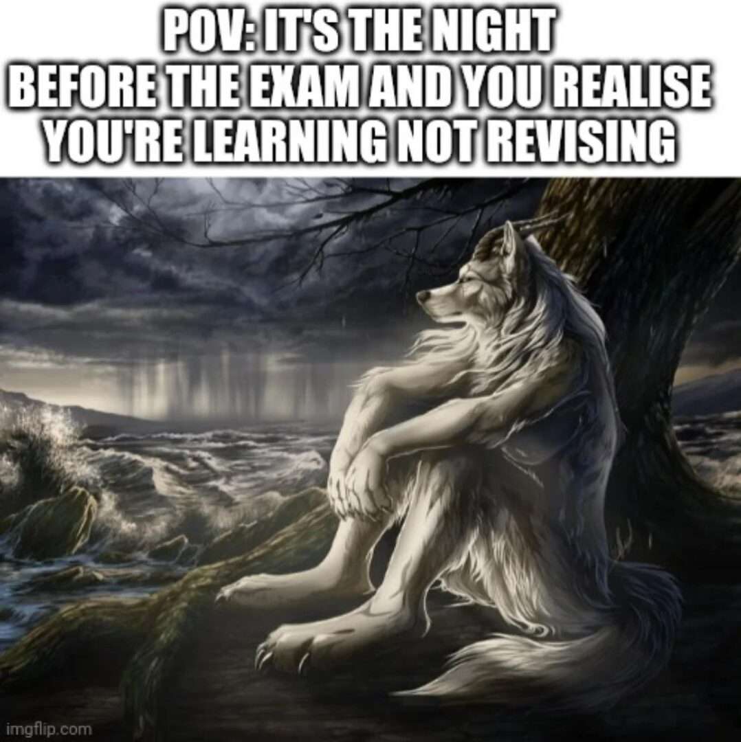 Exam night wolf meme realizing you are learning not revising