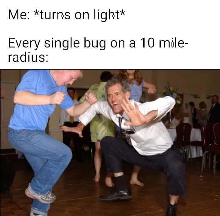 Turn on light meme bugs rush over excitedly