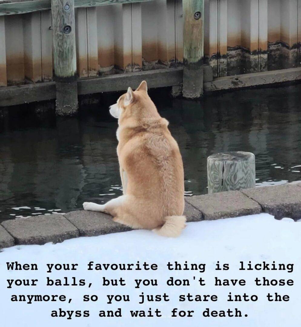 Funny neutered dog meme about existential crisis