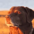 11 Best Dog Accepting Fate Memes: The 