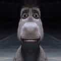 16 Donkey Staring Memes That Perfectly Capture the Feeling of Pure Disbelief
