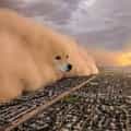 13 Times the Dust Storm Dog Proved That Nothing Can Escape Its Intense Gaze
