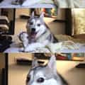 12 Pun Dog Memes That Are So Bad They’re Actually Good