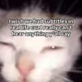 15 Squinting Cat Memes That Perfectly Capture The Pain Of Severe Brain Lag