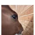17 Side Eye Horse Memes Reaffirming That Someone Is Quietly Judging You