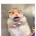 20 Scared Hamster Memes That Perfect the Art of Sudden Panic