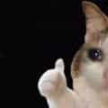 15 Thumbs Up Crying Cat Memes For When You’re Barely Holding It Together