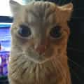 18 Orange Cat Staring Memes For Awkward Thoughts And Bad Decisions