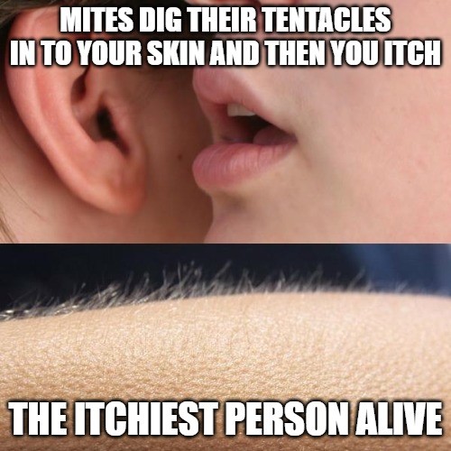 Whisper in Ear Goosebumps Meme: Mites dig their tentacles into your skin and then youitch