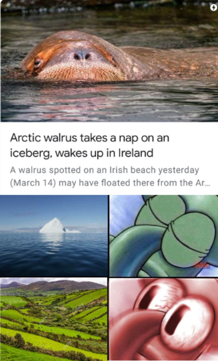 Sleeping Squidward Meme: Arctic walrus takes a nap on an iceberg, wakes up in Ireland