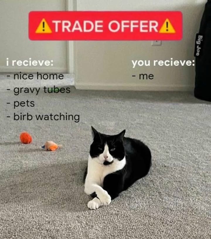 Cat Trade Offer Meme: Nice Home Gravy Tubes Pets Birb Watching Cat Trade Offer Meme: Nice Home Gravy Tubes Pets Birb Watching