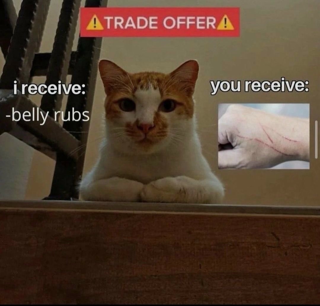 Cat Trade Offer: Belly Rubs vs Hand Scars Meme Cat Trade Offer: Belly Rubs vs Hand Scars Meme