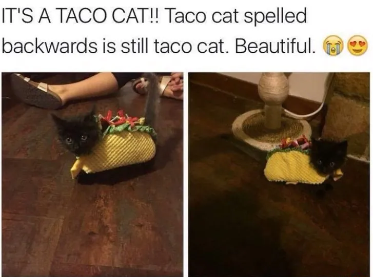 IT'S A TACO CAT!! Taco cat spelled backwards is still taco cat. Beautiful.