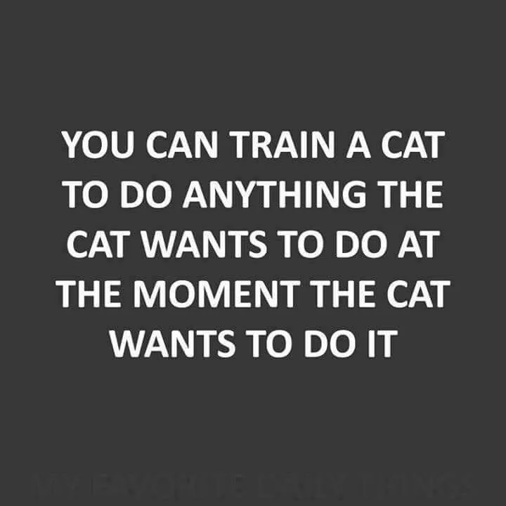 Train Cat To Do Anything It Wants Now Funny Meme