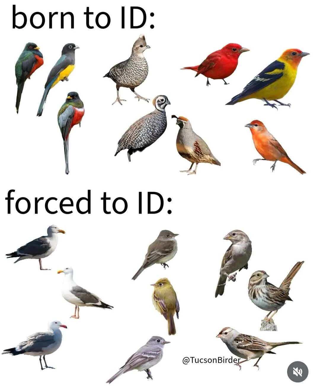 born to ID: / forced to ID: