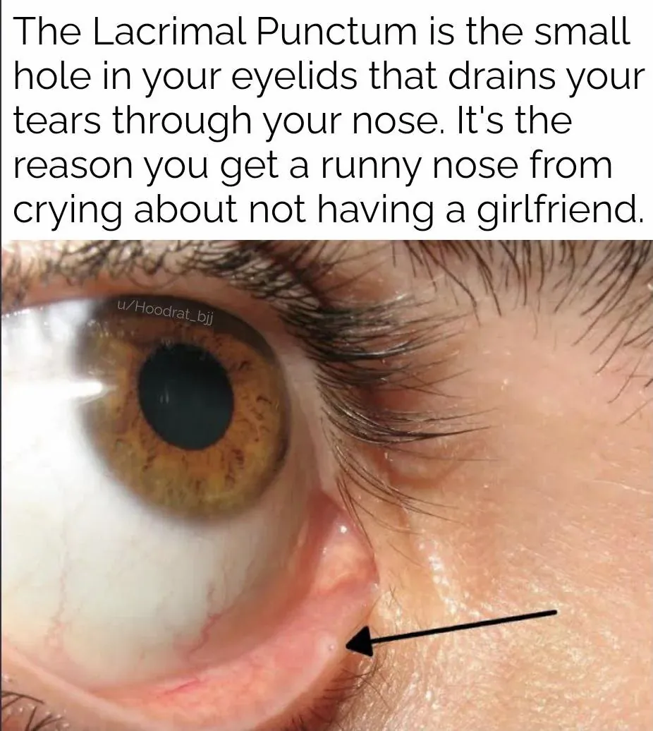 The Lacrimal Punctum is the small hole in your eyelids that drains your tears through your nose. It's the reason you get a runny nose from crying about not having a girlfriend.