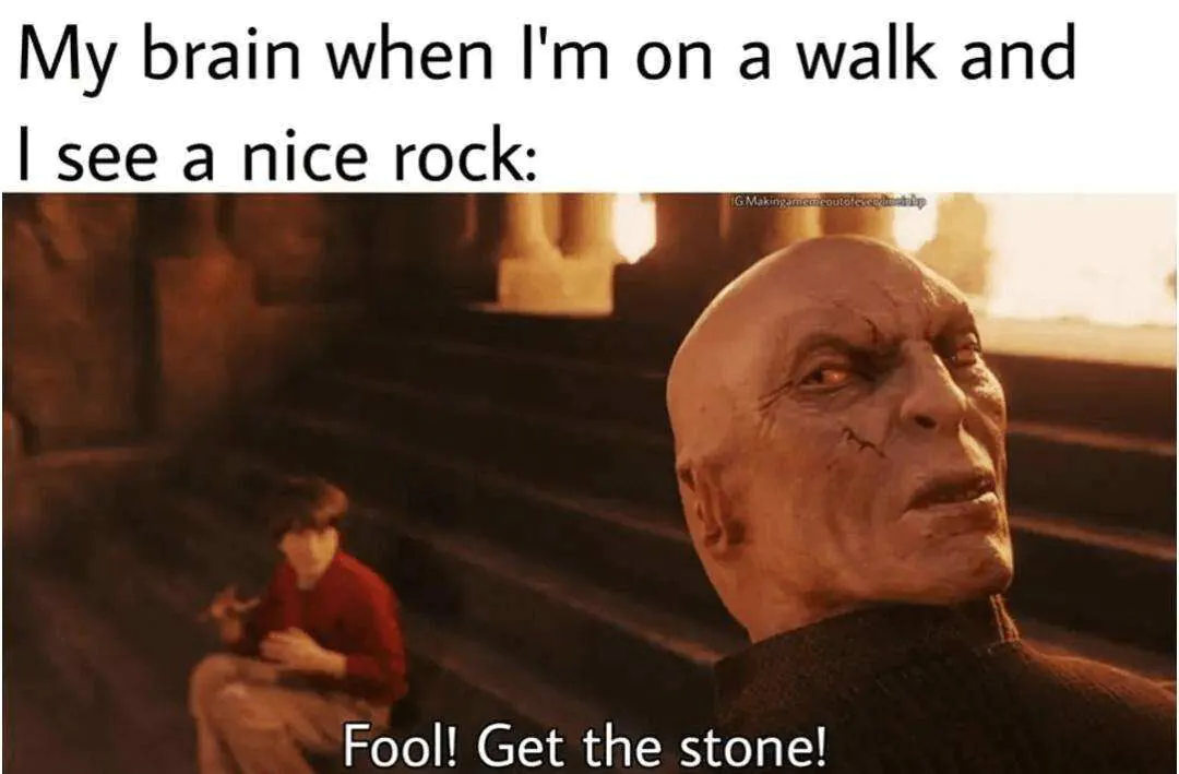 My brain when I'm on a walk and I see a nice rock: Fool! Get the stone!
