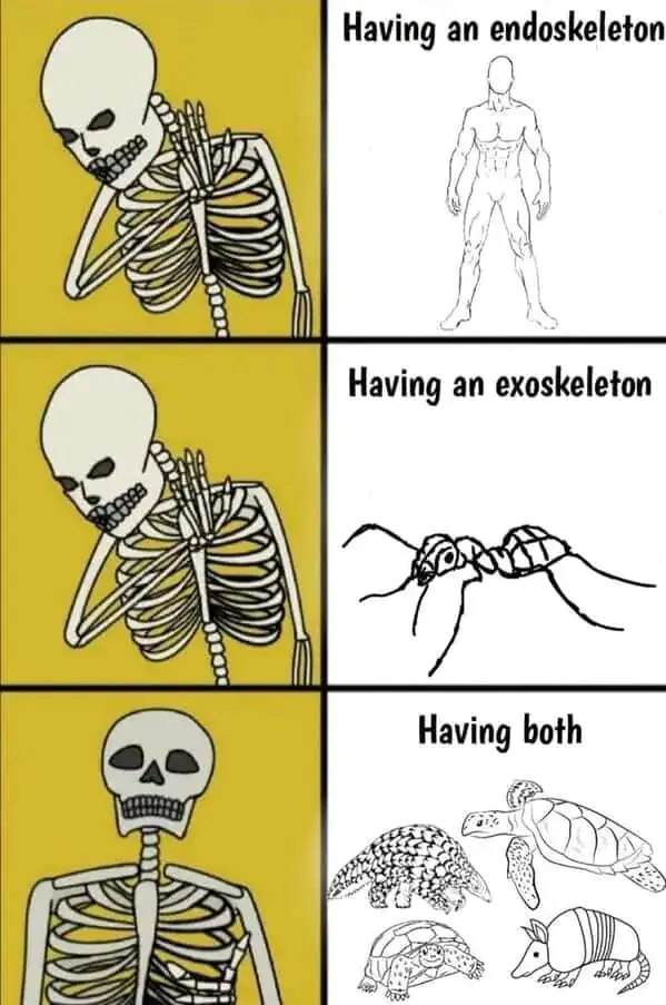 Having an endoskeleton / Having an exoskeleton / Having both
