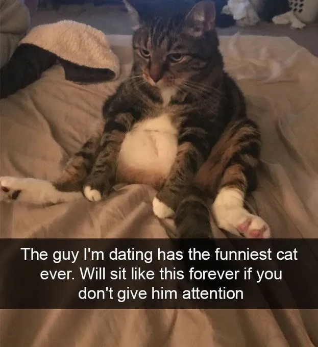 The guy I'm dating has the funniest cat ever. Will sit like this forever if you don't give him attention