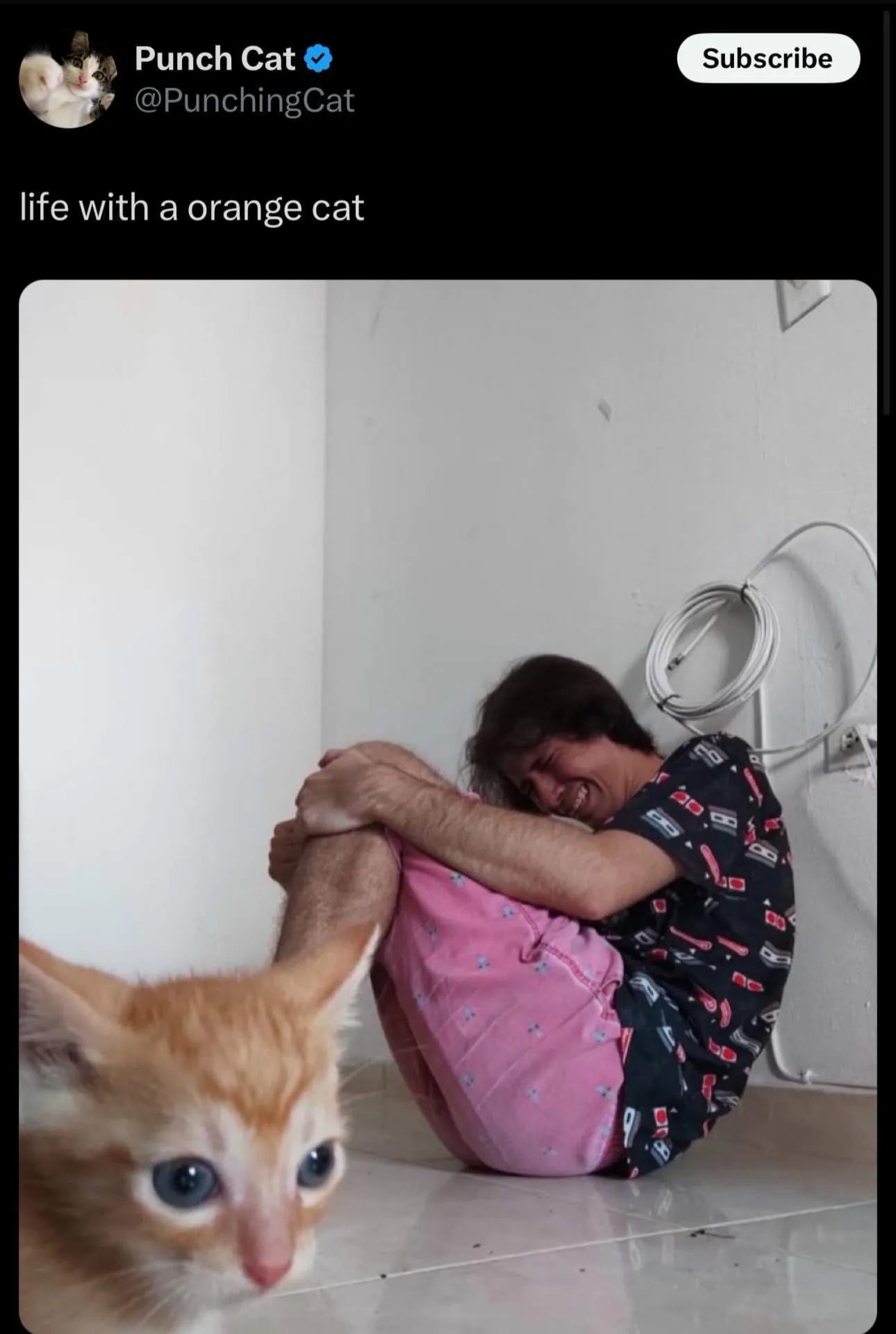 Life with a orange cat