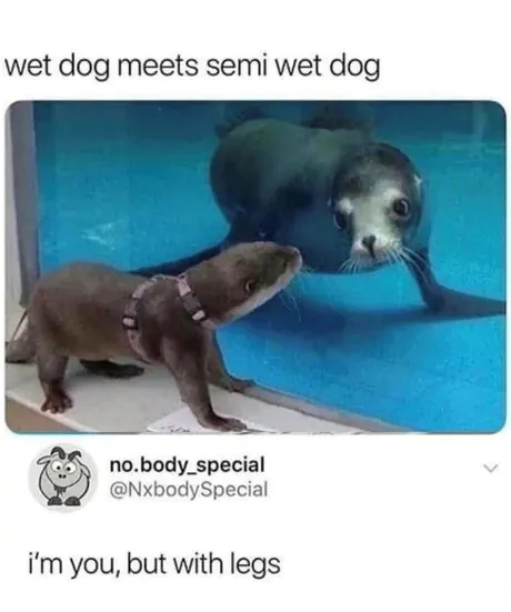 wet dog meets semi wet dog no.body_special / i'm you, but with legs